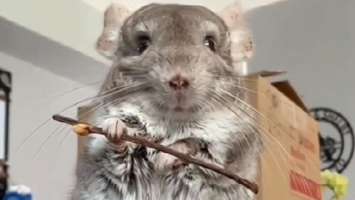 Anh chàng dạy Totoro cầm gậy nhỏ rồi cứ thế mà "đặt tay xuống", đến đoạn sau lại làm điệu bộ ngầu lò