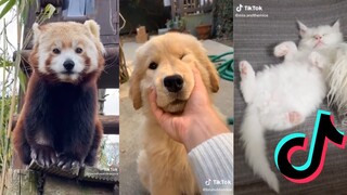 His Paws...Adorable - TikTok Meme Compilation