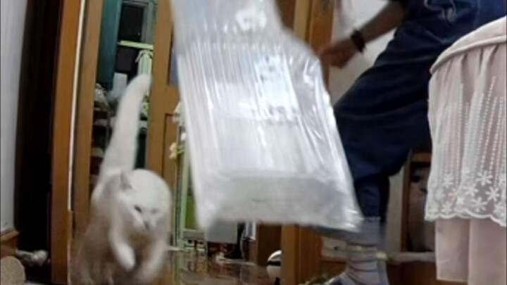 اتضح أن حلقة واحدة من القط والفأر لا تتجاوز خمس أو ست دقائق فقط