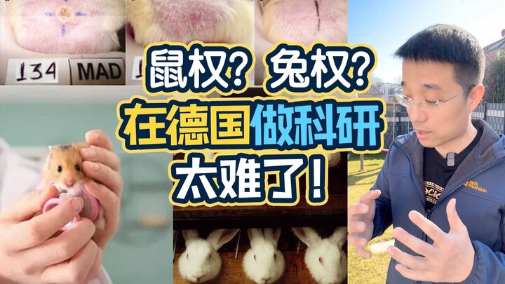 สิทธิ์ของหนู เคยได้ยินไหม? ทำงานวิจัยที่เยอรมนีช่างยากเหลือเกิน!