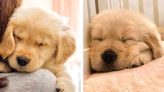 😍These Golden Retriever Puppies Will Brighten Your Day 🐶| Cute Puppies