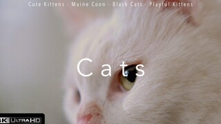 Cats 4k (Ultra HD)⎜Part 6⎜Relaxing Music⎜Earth from Above⎜Cute Kittens Maine Coon Black Cats 4k