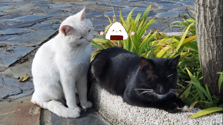 Perhaps You'd Also Like To See Yin Yang Cats Sleep?