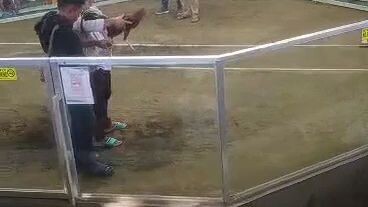 1st Fight WIN/5Cock's Derby
