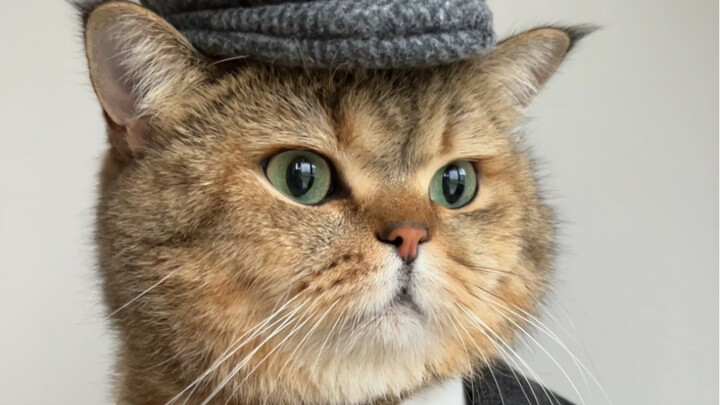 Maybe this is what professional pet modeling is all about…