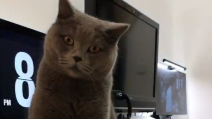 【Kucing】Kamu minum juga ikut mabuk