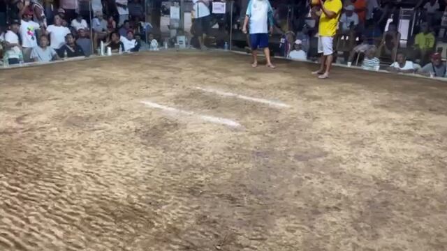 zambales  cock pit 3 hits 3 fight champion 🏆🏆🏆