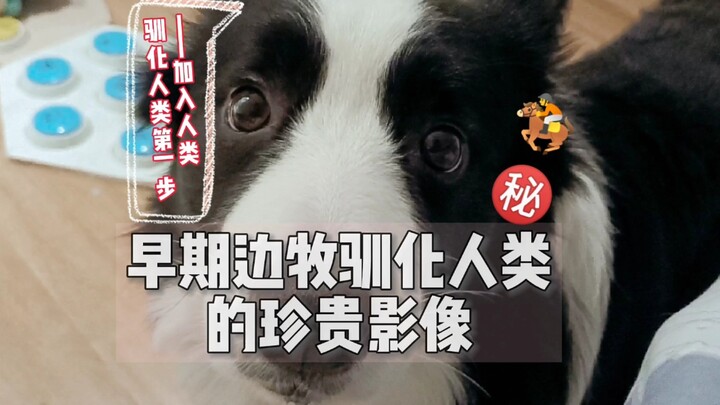 Precious footage of a Border Collie trying to “train” humans
