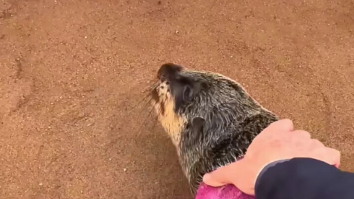 Regarding the incident where Ben Bao was treated roughly and had her dress torn