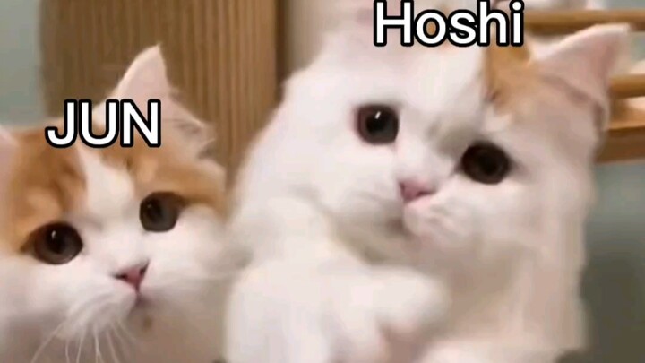 【SEVENTEEN｜Patung Kucing】Kehidupan Sehari-hari Saat Kamu Memelihara Kucing 96line