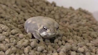Tree frog: I am very fierce
