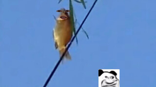 鱼：我也是头一回上来