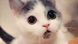 ลูกแมวยอดนิยม 🔴 การรวบรวมวิดีโอลูกแมวน่ารัก - การรวบรวมวิดีโอลูกแมวน่ารักและน่ากอด