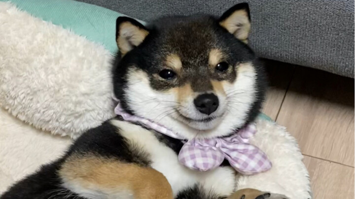 This little fool doesn’t look very smart at all.