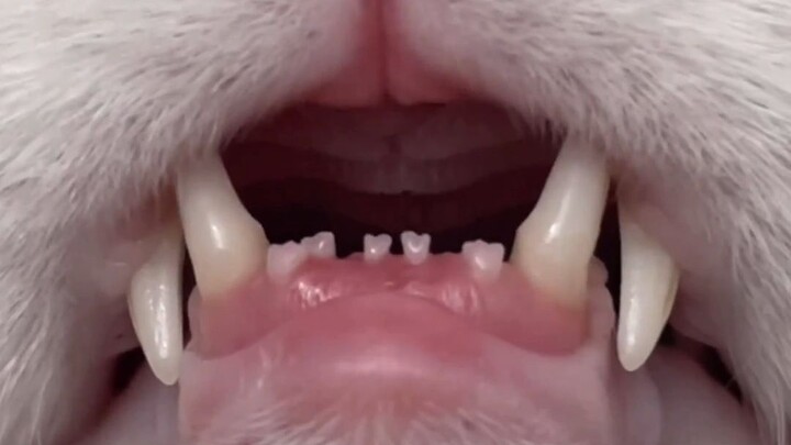 Do you think Xiao Diaomao’s teeth are cute or creepy?