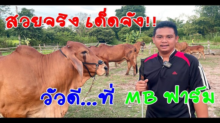 ไม่เอาแบบนี้จะเอาแบบไหนวัวดีที่ MB ฟาร์ม คลิปนี้มีทีเด็ดชมเล๊ย!!