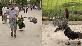 Ông lão ở trường lợi dụng "tiền bối" tắm rửa để "trộm" nhà, thậm chí còn mất một căn giữa đường khiế