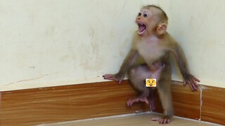 Super Angry!! Baby Monkey Maku Cry Seizure Loudly When Mom Busy go to take New diaper Change For Him