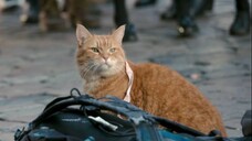 A Street Cat Named Bob