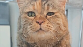 Chỉ cần đói một cái là già ngay, hai mắt to nhỏ không đều