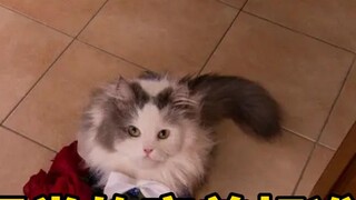 Xét về thẩm mỹ của mèo, mèo nào đẹp nhất? Mèo con có sở thích thực sự mạnh mẽ