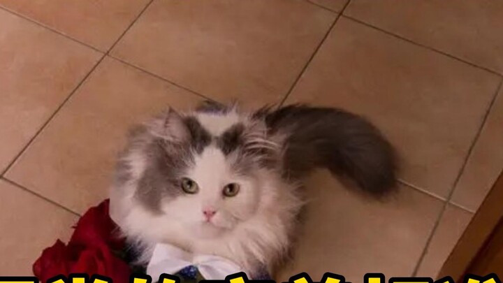 Dari segi estetika kucing, kucing manakah yang paling cantik? Anak kucing memiliki selera yang sanga