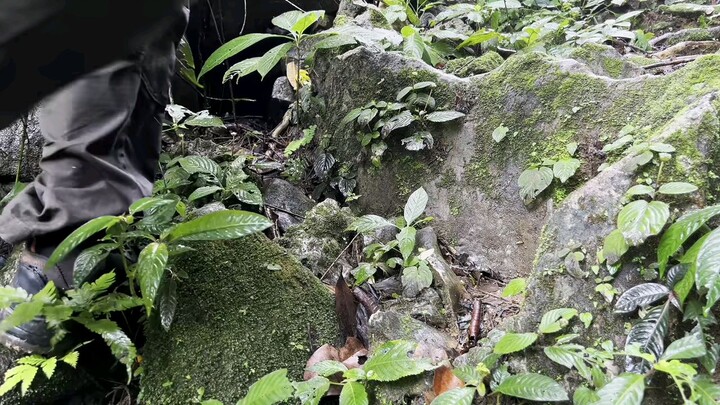 Membangun istana dan bertahap hidup sendirian di hutan hujan Sulawesi