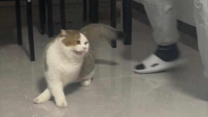 Kucing hijau yang pura-pura jatuh untuk menipu, benar-benar pintar banget berakting imut!