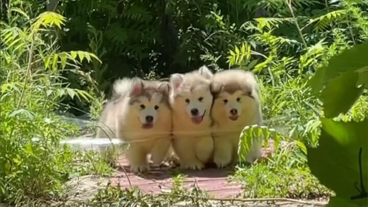 Tidak ada masalah yang tidak bisa disembuhkan oleh si anjing!