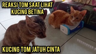 Mengharukan Kucing Tom Jatuh Cinta Tapi Malah Sedih Karena Tidak Sempurna.!