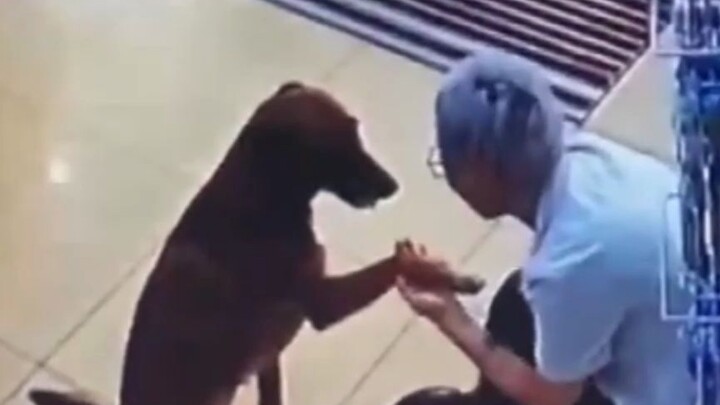 Anjing itu terluka dan sendiri pergi ke apotek untuk menemui dokter agar mendapat pengobatan