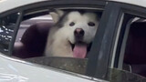 Khi chú chó con gặp người lạ trên ô tô