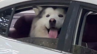 Saat anak anjing bertemu orang asing di dalam mobil