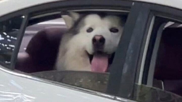 เมื่อน้องหมาเจอคนแปลกหน้าในรถ
