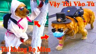 Thú Cưng TV | Thú Cưng Lầy Lội Vui Nhộn #3 | Chó mèo thông minh vui nhộn | Pets cute smart dog cat