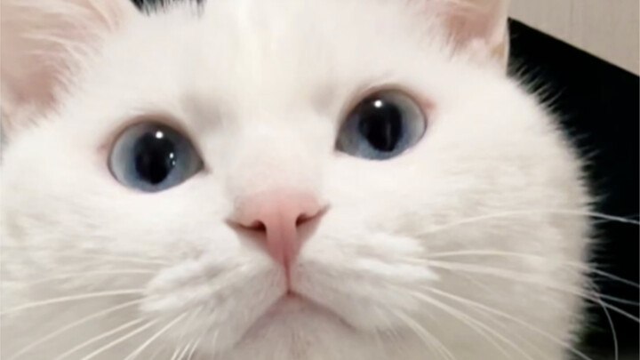 Ugh, my boyfriend just tells me to drink more hot water—cats are way better.