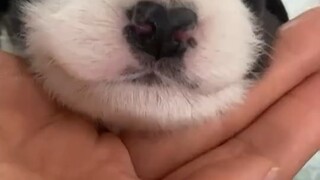 طفل البيغل الذي ولد للتو، حتى من وراء الشاشة يمكنني شم رائحة الحليب اللطيفة للجرو الصغير!