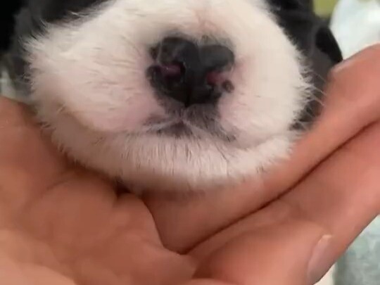 طفل البيغل الذي ولد للتو، حتى من وراء الشاشة يمكنني شم رائحة الحليب اللطيفة للجرو الصغير!