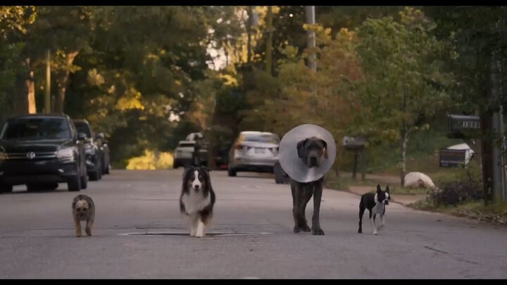 Strays : Watch Full Movie: Link In Description