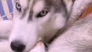 การพากย์เสียงตลก: เอร์ฮาของฉันไม่เคยปล่อยให้ฉันกังวลเลย มันพึ่งพาตนเองได้เสมอ