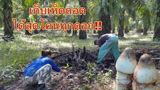 เก็บเห็ดถอดหมู่นี้ได้สุดโคนเกือบทุกดอกสวยๆ ได้เยอะเหมือนเดิมจ้า