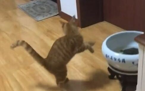 This cat seems to be acting out my work life—hating whatever I do [bittersweet]