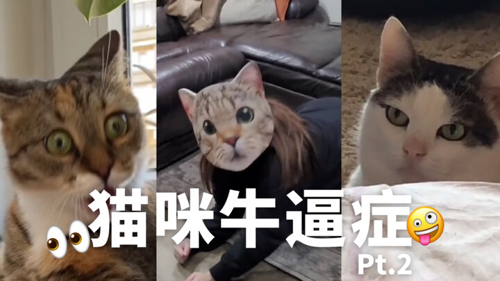 القط: في الحياة القادمة، سأصبح المالك