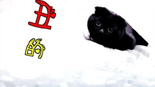 Cepat beri tahu saya kucing-kucing lain yang juga berhasil bangkit dalam pertumbuhannya!