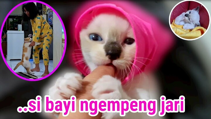 Jagain Bayi Kucing Imut Ngemut Jari Sebelum Bobok ❤️ Kucing Mochi