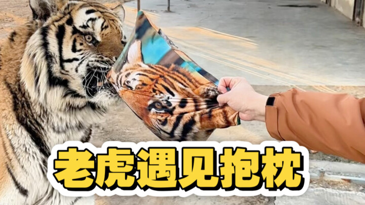 ฉันนี่แหละ เสือที่มีหมอนนอนด้วยนะ!