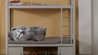 【Meme kucing】Kerabatku sepertinya telah menyembuhkan hasratku yang berlebihan