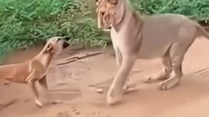 แยกไพ่โจ๊กเกอร์ตัวใหญ่กับตัวเล็กไม่ออกแล้ว