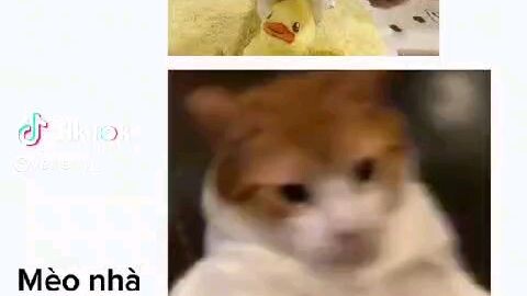 eren meo meo