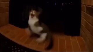 Poor cat  🤣🤣🥲